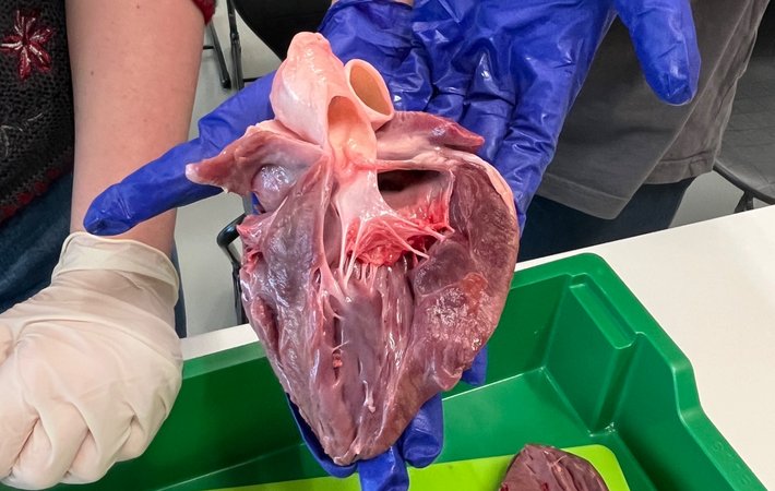 HERZensangelegenheit: Anatomie zum Anfassen