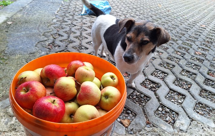 Äpfel, Kühe und jede Menge Abenteuer 